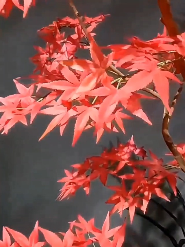 Amazon.com: Large Red Maple Faux Tree with Japanese Landscape Art